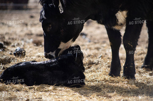 Angus Cow Calf Pair 117272