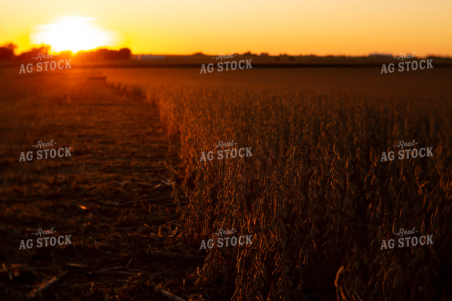 Soybeans - Dry 2482