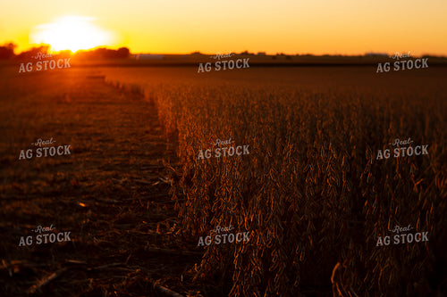 Soybeans - Dry 2482