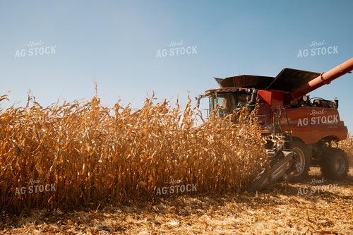Corn Harvest 25945