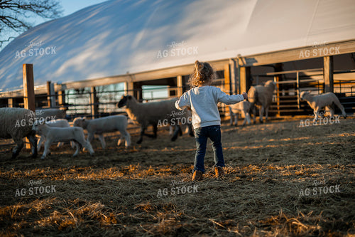 Farm Kid in Sheep Pen 93358