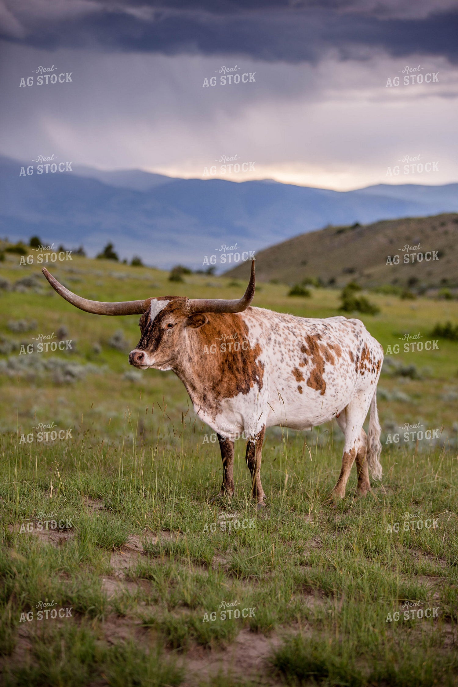 Longhorn Cattle on Pasture 81143