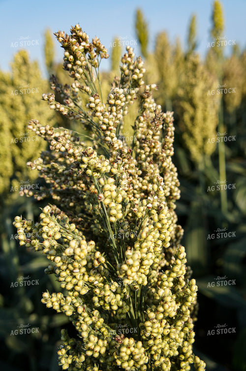 Sorghum 156007
