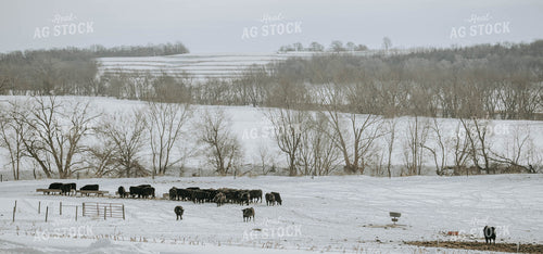 Angus Cows in Pasture by Trough 77044