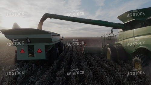 Milo Harvest 239453