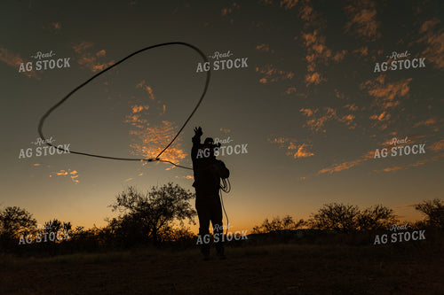 Roping 58241