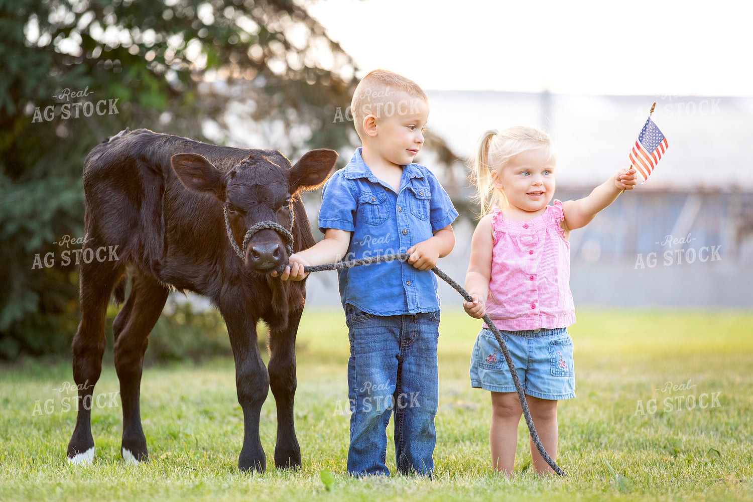 Farm Kids with Show Cow 55178
