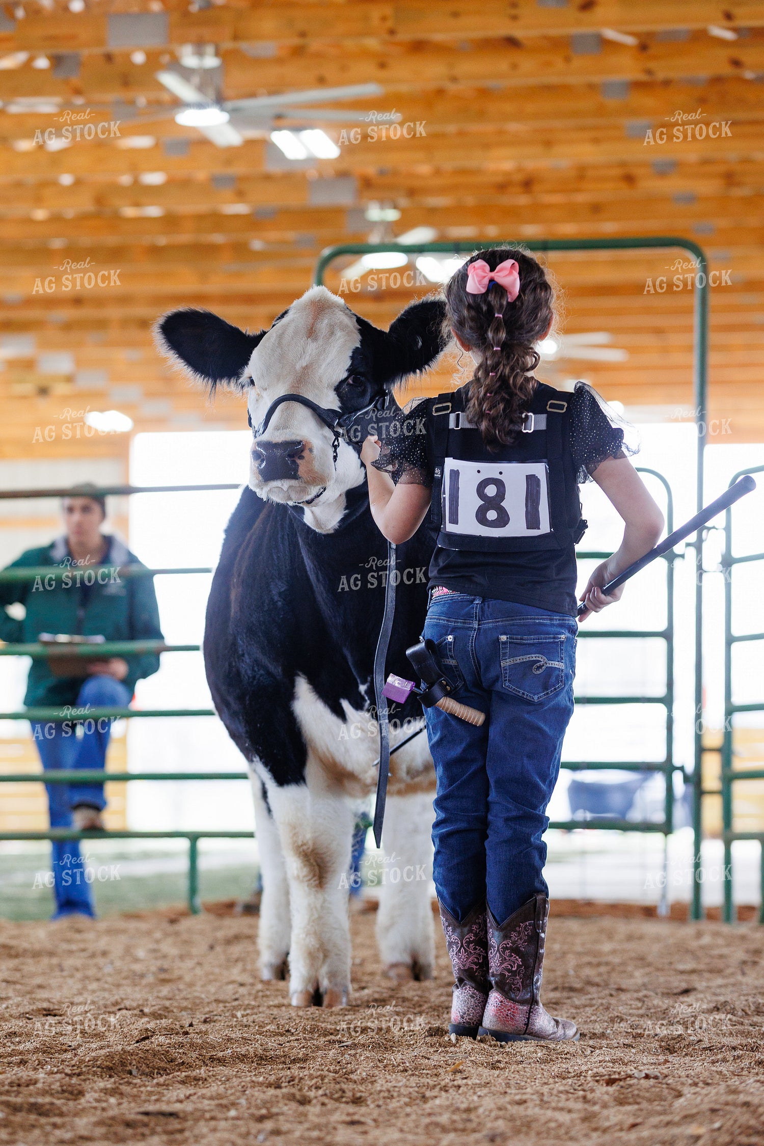 Showing Cattle 295110
