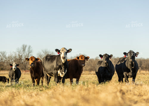 Cattle on Pasture 264074