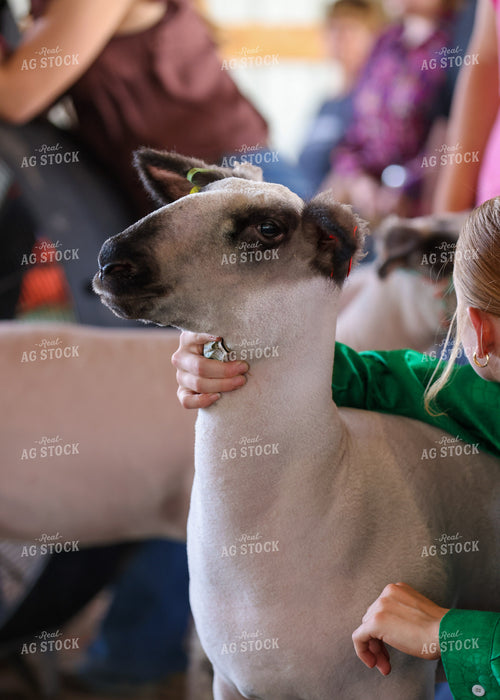Showing Goats 160217
