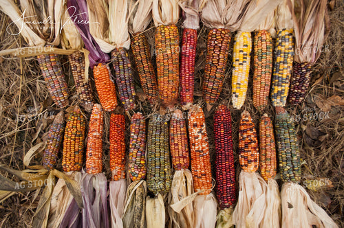 Indian Corn 76581