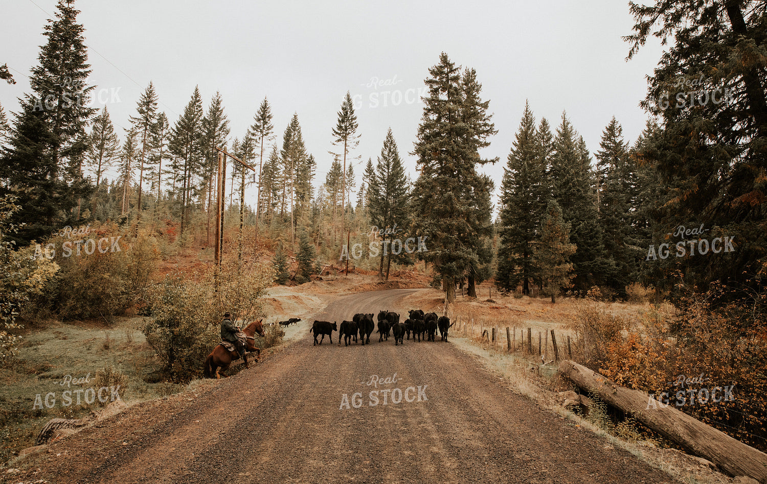 Ranchers on Horseback with Cattle 66070
