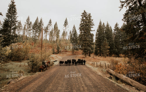 Ranchers on Horseback with Cattle 66070