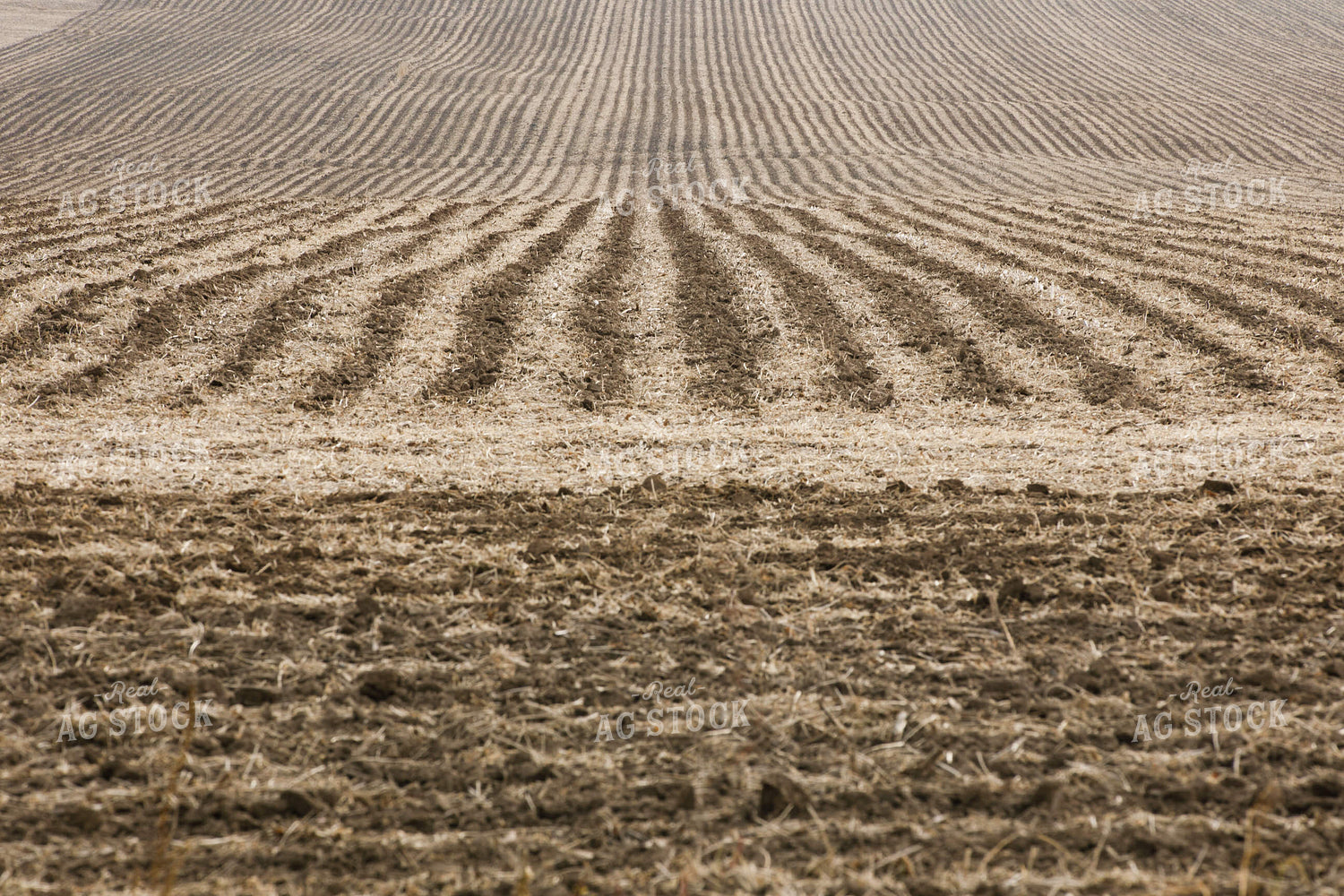 Furrows in Field 145093