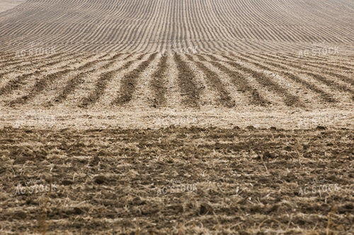 Furrows in Field 145093