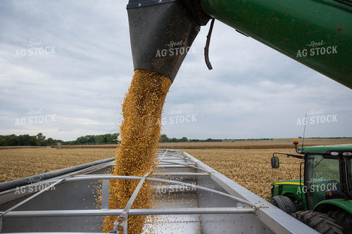 Corn Harvest 219041
