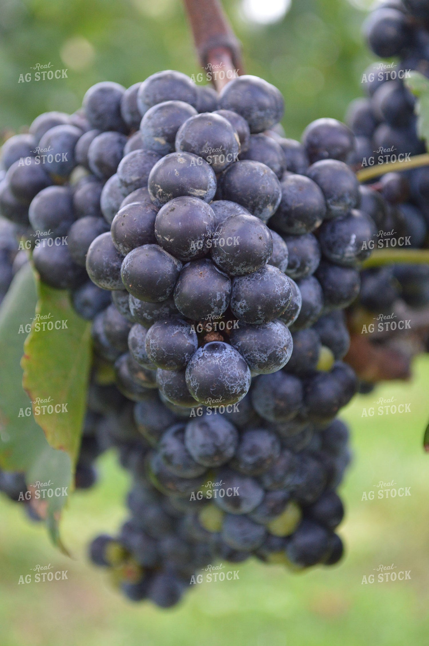 Grapes 213002