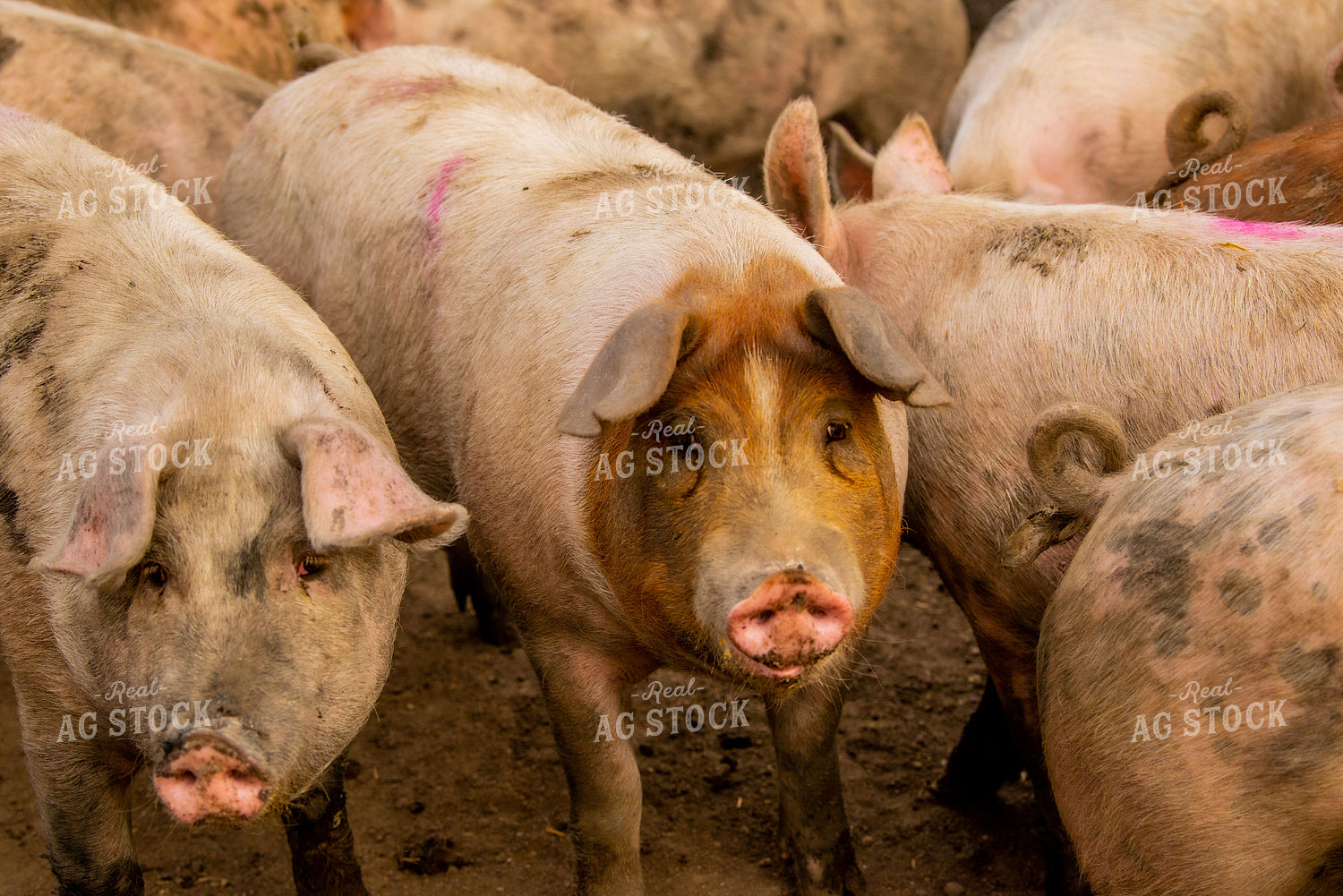 Pigs 299026