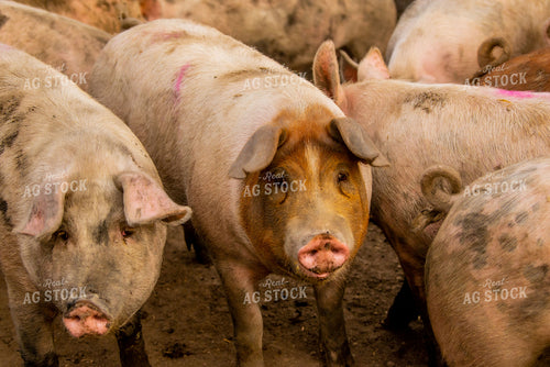 Pigs 299026