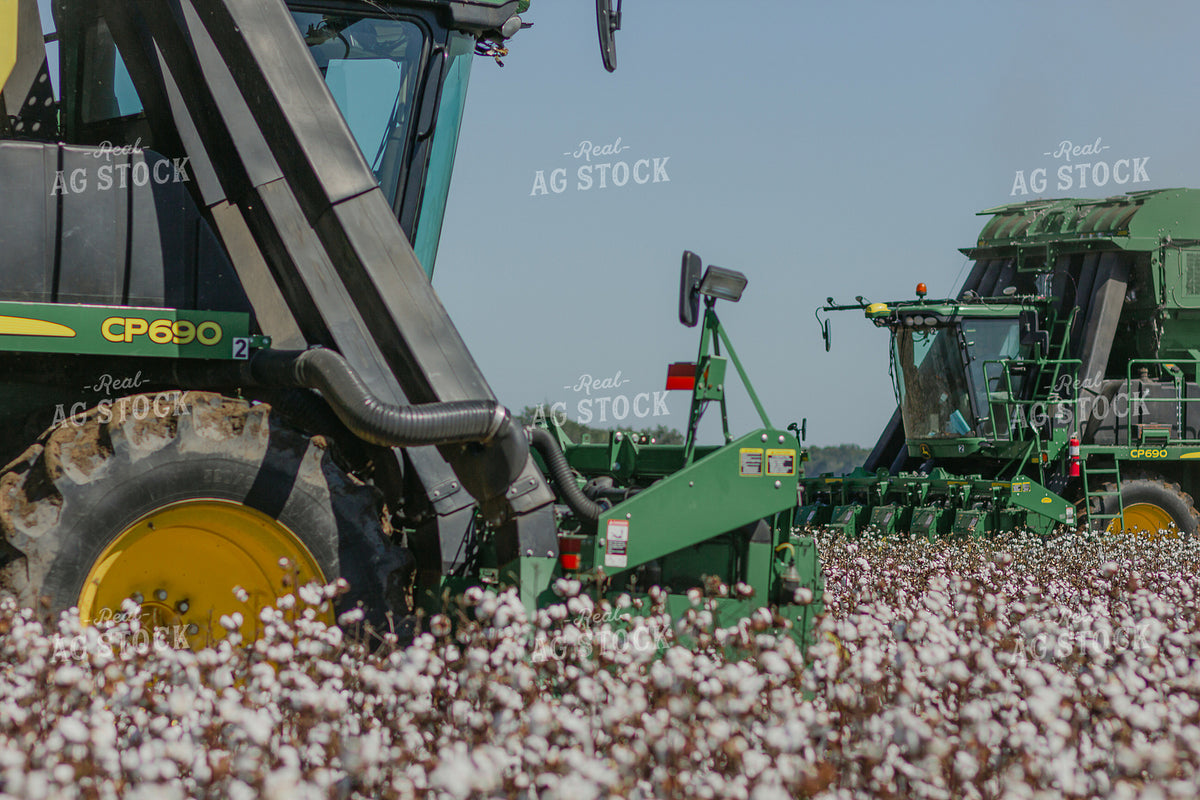 Cotton Harvest 291085
