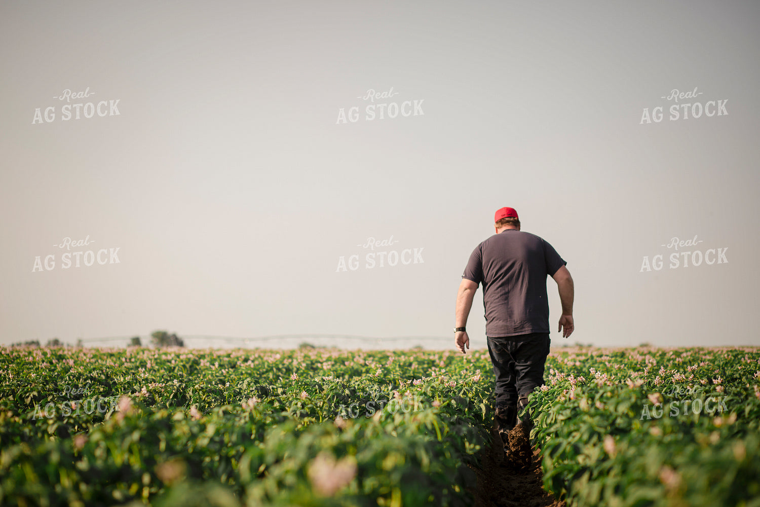 Farmer Checking Potato Field 135107