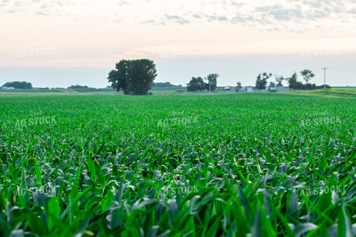 Midseason Corn Field 257031