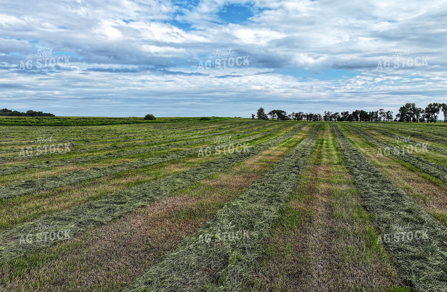Raked Hay Field 141300