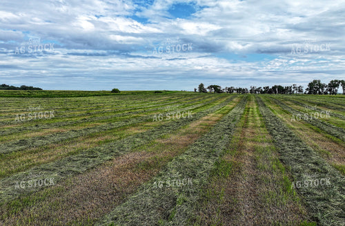 Raked Hay Field 141300