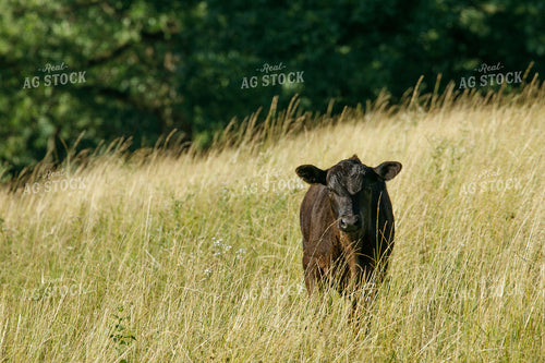 Black Angus Cattle on Pasture 145017