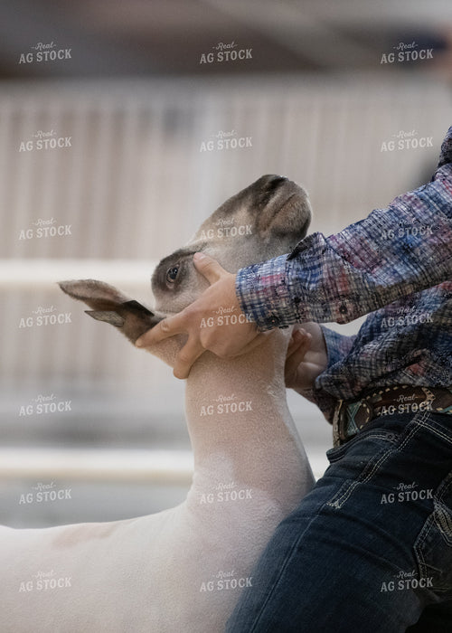 Showing Goats 171007