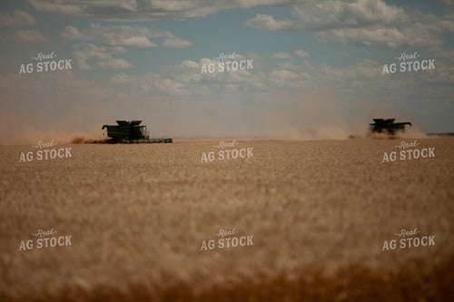 Wheat 2143