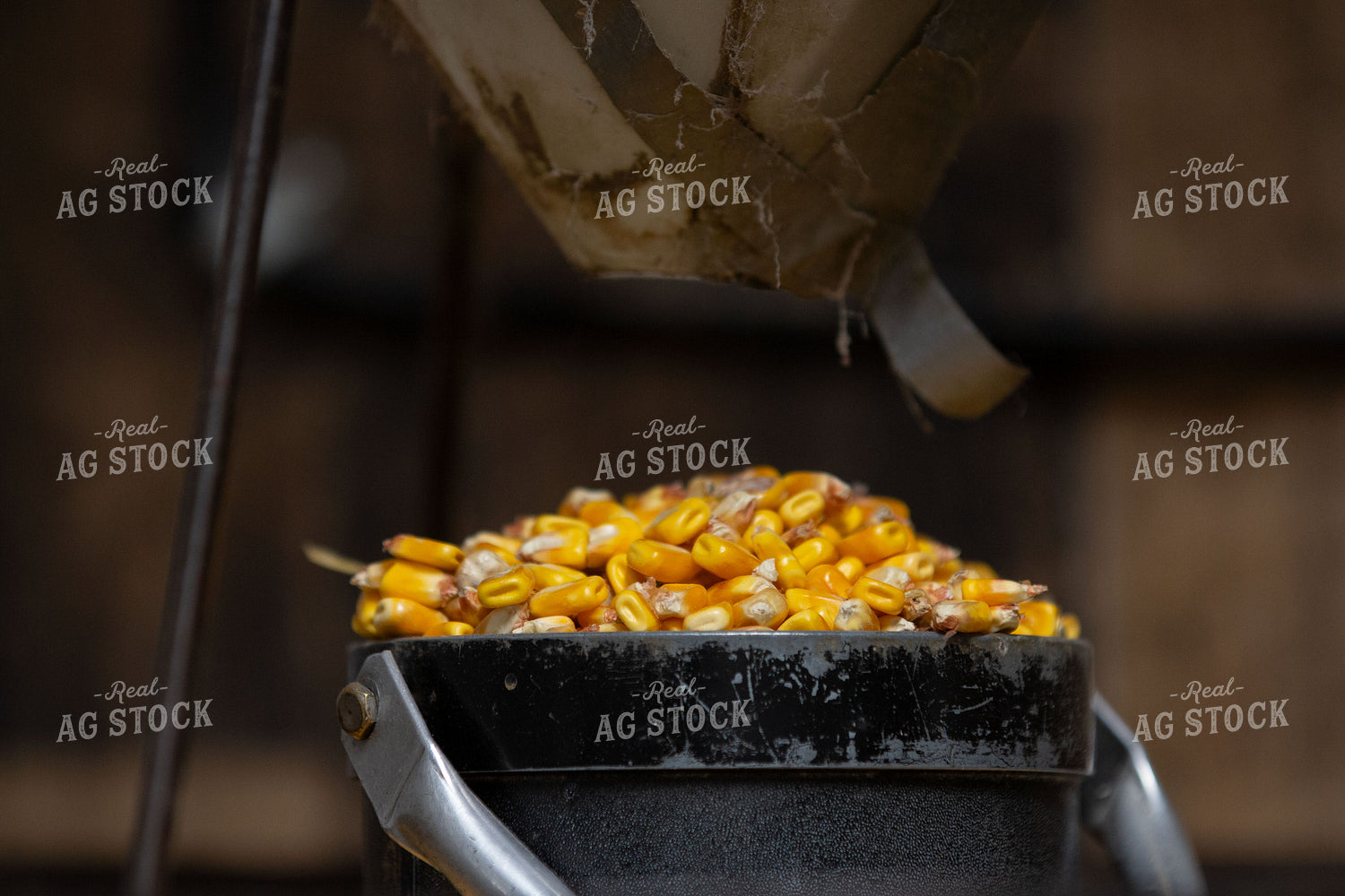Moisture Testing Corn 157160