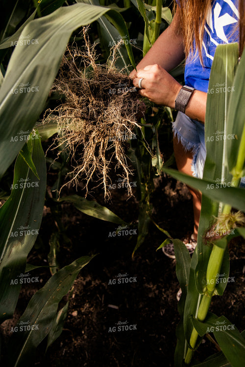 Checking Corn Roots 67463