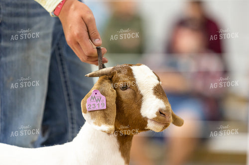 Showing Goats 52624