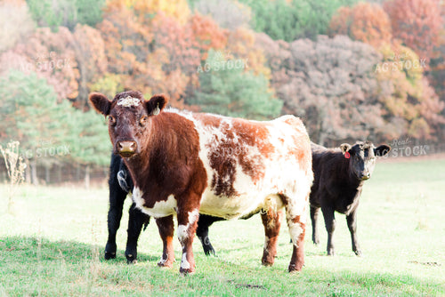 Red Roan Cow 74007
