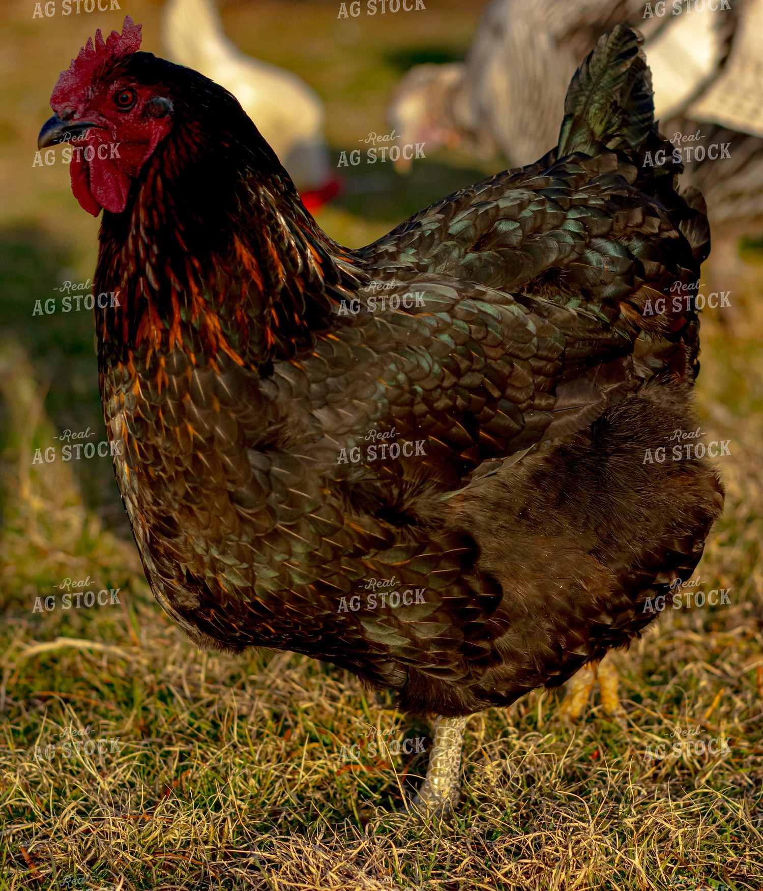 Chicken 283021