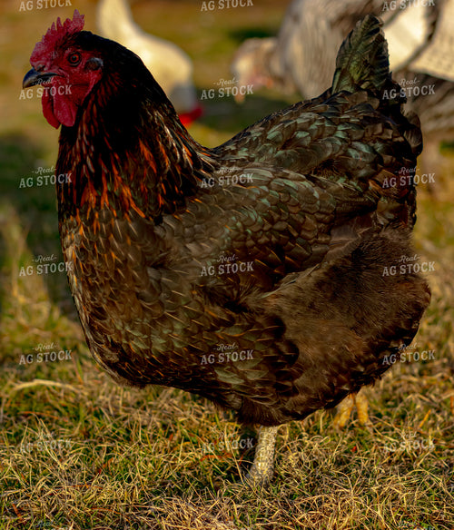 Chicken 283021