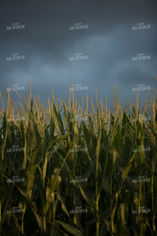 Corn - Mid-Season 1264