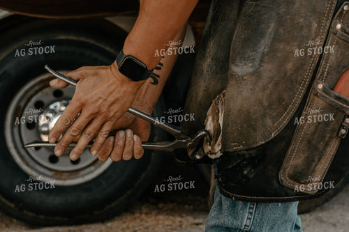 Shoeing Horse 58261