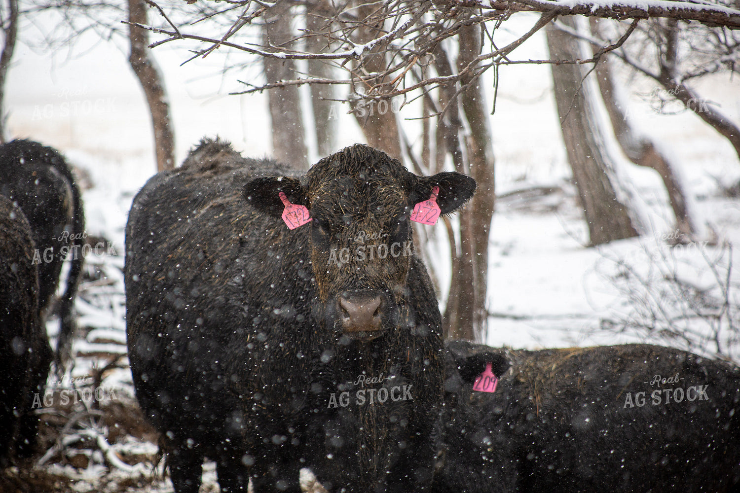 Cattle on Snowy Pasture 155443