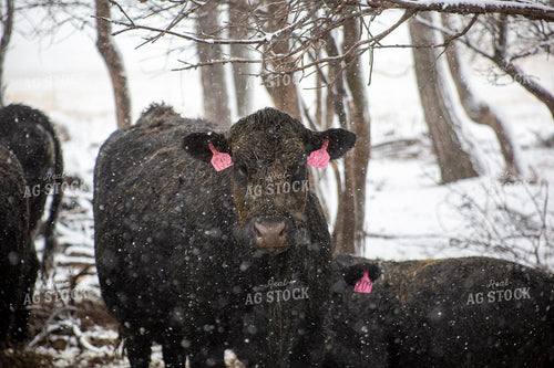 Cattle on Snowy Pasture 155443
