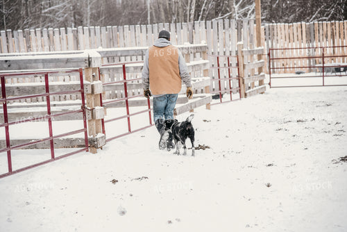 Working Cattle with Dog in Winter 64015