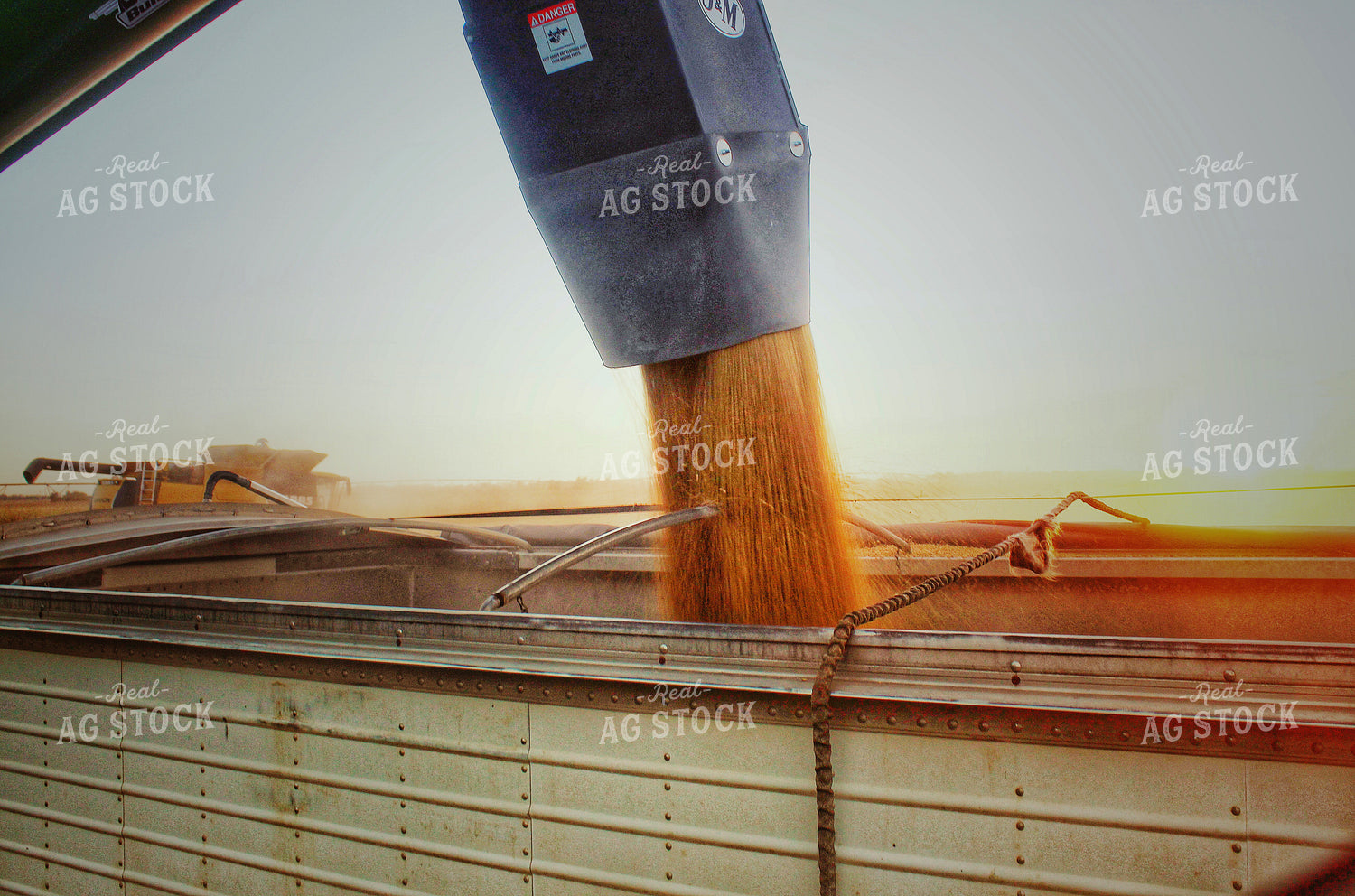 Unloading Harvested Soybeans 141459