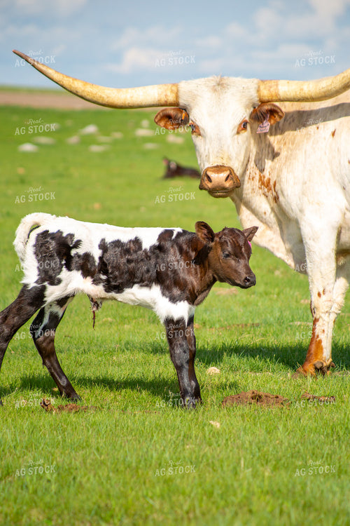 Longhorn Cow Calf Pair 155522