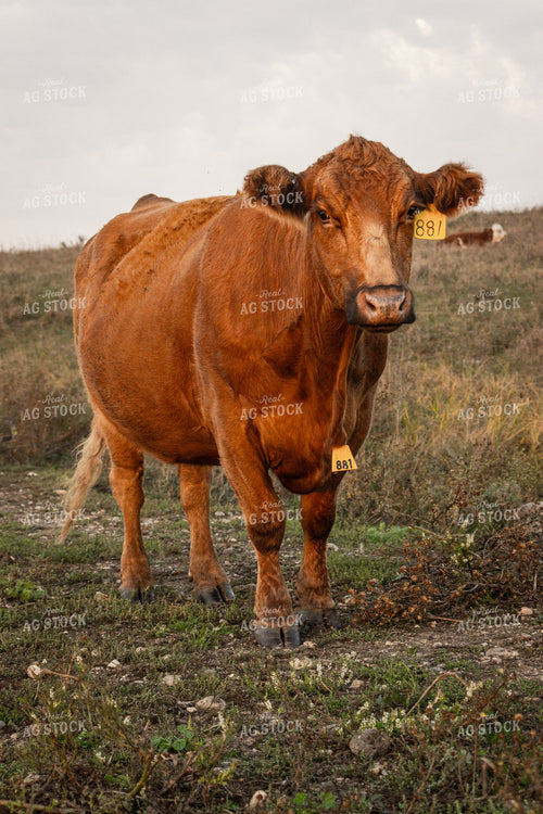 Red Angus Cattle 155054