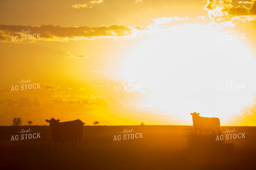 Cattle 1696