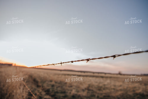 Barbed Wire 68037