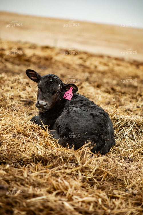 Young Calf 155677