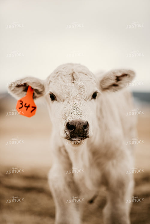 Charolais Calf in Pasture 54003