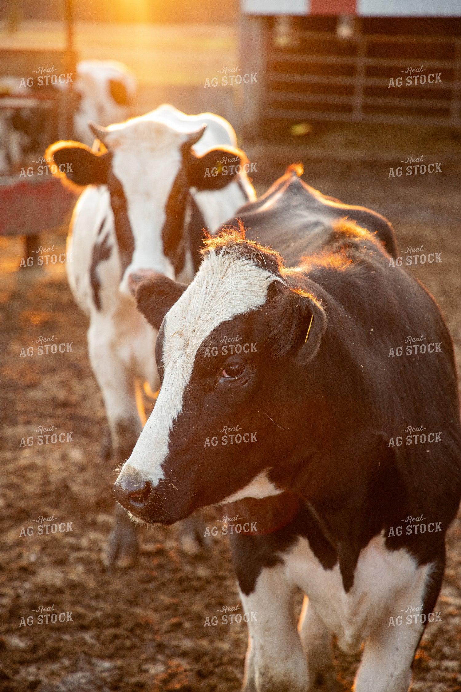Holstein Cattle 142036